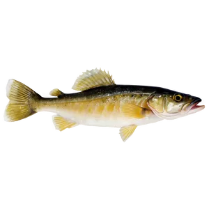 Walleye Fish Fillet Png 82 PNG image