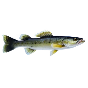 Walleye Fish Png Dla27 PNG image