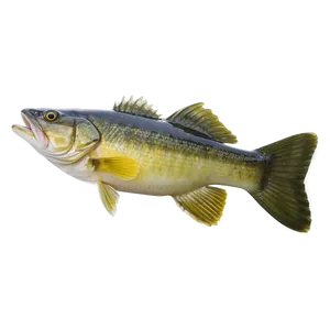 Walleye Fishing Guide Png 06262024 PNG image