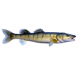 Walleye In Lake Png 82 PNG image