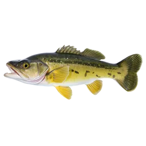 Walleye Swimming Png 06262024 PNG image