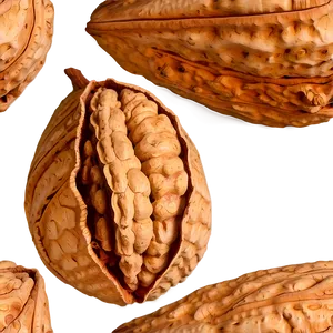 Walnut In Shell PNG 8