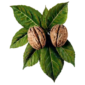 Walnut Leaves Png 06122024 PNG image