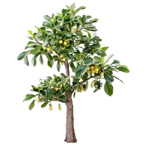Walnut Tree PNG 71 PNG