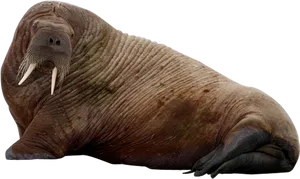 Walrus Restingon Side.png PNG image