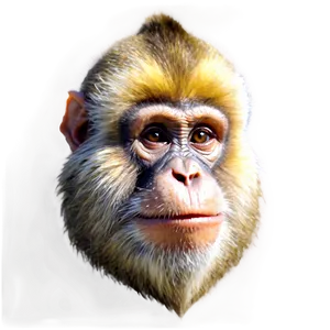 Warrior Monkey Face PNG Lro PNG