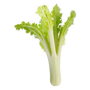 Washed Celery PNG 06252024