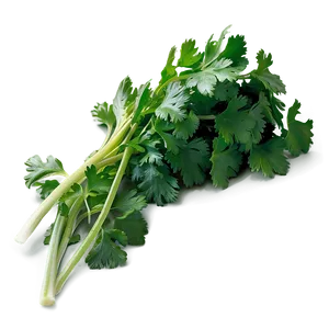 Washed Cilantro PNG Yah88