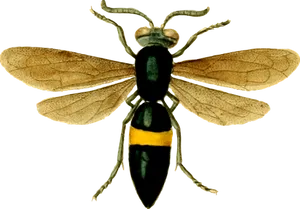 Wasp_ Illustration_ Black_ Background