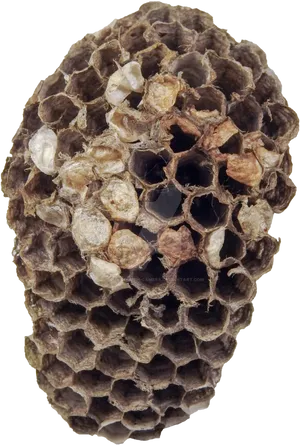 Wasp Nest Closeup PNG image