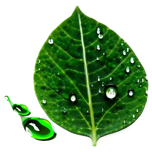 Water Dripping On Leaf Png 06272024 PNG image