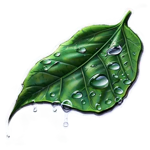 Water Dripping On Leaf Png 25 PNG image