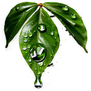 Water Drops On Leaves Png 05042024 PNG image