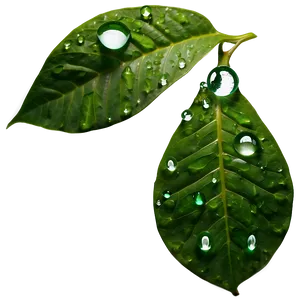 Water Drops On Leaves PNG Hxg82