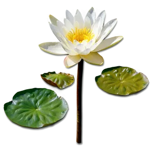 Water Lily Flower Png 06272024 PNG image