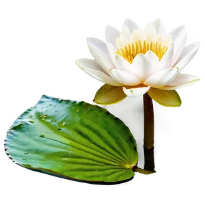 Water Lily Flower Png Sgv48 PNG image