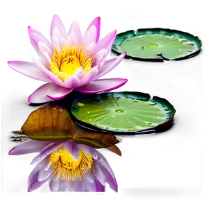 Water Lily Serene PNG Avh63