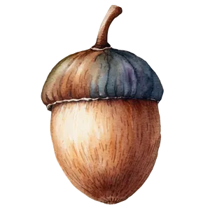 Watercolor Acorn Art PNG Wfd88 PNG