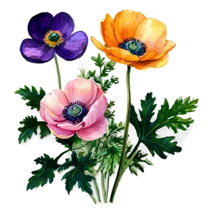 Watercolor Anemone Flowers PNG Bsu22