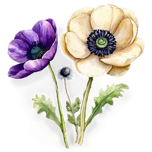 Watercolor Anemone Flowers Png Mry88 PNG image