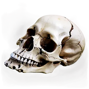 Watercolor Animal Skull PNG 41