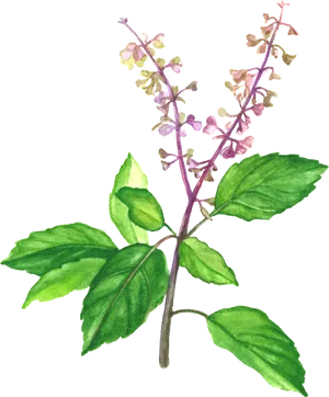 Watercolor Basil Plant Illustration PNG image