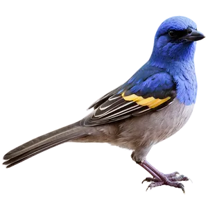Watercolor Bird Species PNG 47