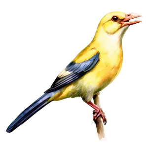 Watercolor Bird Species PNG Sip