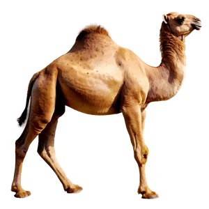 Watercolor Camel Png 05212024 PNG image