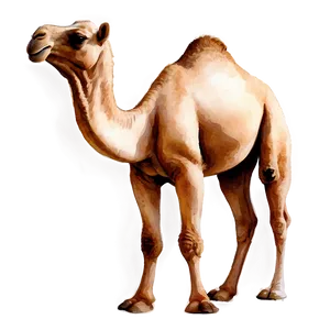 Watercolor Camel PNG 54