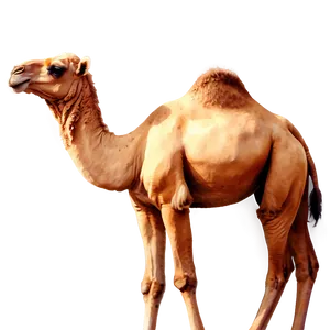 Watercolor Camel PNG Drl