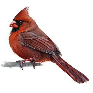 Watercolor Cardinal Painting PNG 06252024 PNG