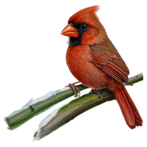 Watercolor Cardinal Painting Png 57 PNG image