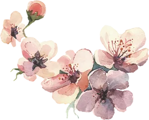 Watercolor_ Cherry_ Blossoms_ Artwork
