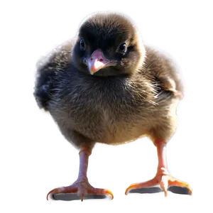 Watercolor Chick PNG 05242024
