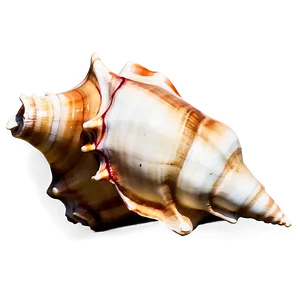 Watercolor Conch Shell PNG Cek