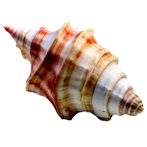 Watercolor Conch Shell PNG Lrq