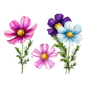 Watercolor Cosmos Flowers Png Upp PNG image