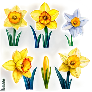 Watercolor Daffodil Flowers Png Byk PNG image