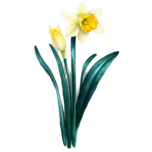 Watercolor Daffodil Flowers Png Xpq PNG image