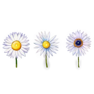 Watercolor Daisy Elements Png Pqt42 PNG image