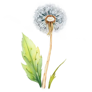Watercolor Dandelion Art PNG 13
