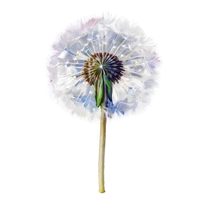 Watercolor Dandelion Art PNG Cqb