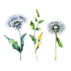 Watercolor Dandelions PNG Kwv PNG