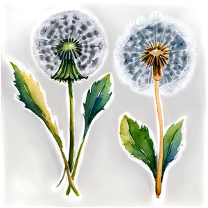Watercolor Dandelions PNG Qyj