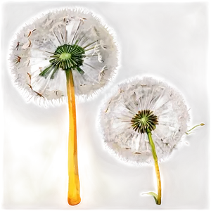 Watercolor Dandelions PNG Rpg49 PNG