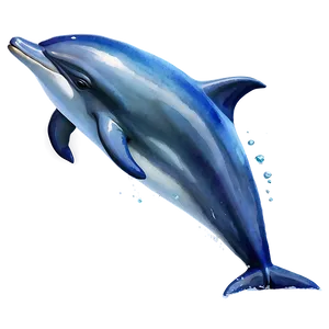 Watercolor Dolphin Png 77 PNG image