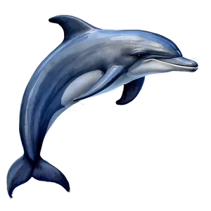 Watercolor Dolphin Png Csw PNG image