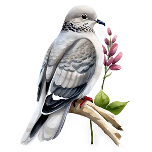 Watercolor Dove PNG Lub PNG
