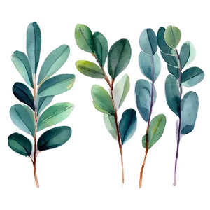 Watercolor Eucalyptus Leaves Png 05242024 PNG image